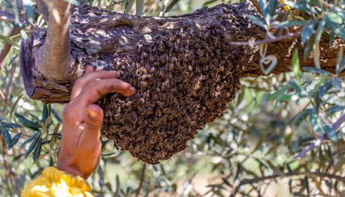 Azienda Agrituristica Bergi - Foto 5, Other