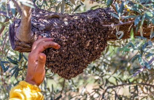Azienda Agrituristica Bergi - Foto 5