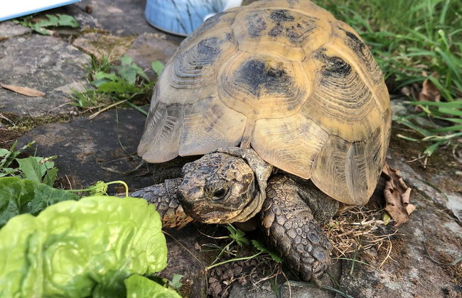 Cosy 5m Bell Tent Glamping in Rural Herefordshire - Foto 16