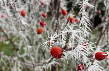 Ebenerdige Ferienwohnung im Luftkurort Dodenau - Foto 21