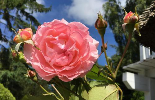 Landhaus Darss - Foto 25