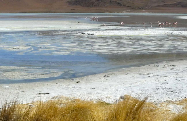 Atacama Salt Flats Tour - Photo 1