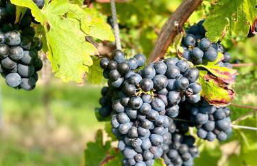 Moselperle- Urlaub im historischen Fachwerkhäuschen - Foto 20