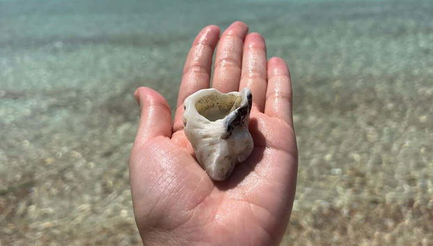 Daymaniyat Islands Snorkelling - Foto 2