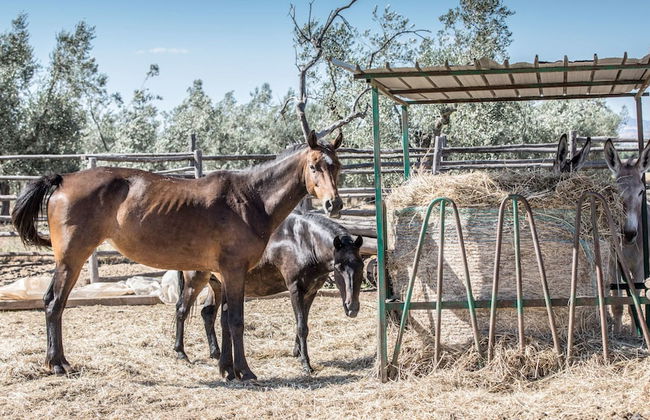 Traldi Resort - Foto 29