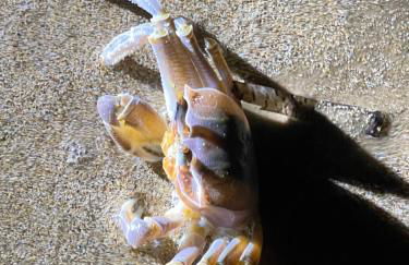 Villa Berenice - Foto 49