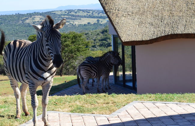 JBay Zebra Lodge - Photo 67
