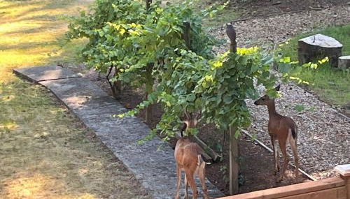 Whispering Pines Farmhouse - Foto 2