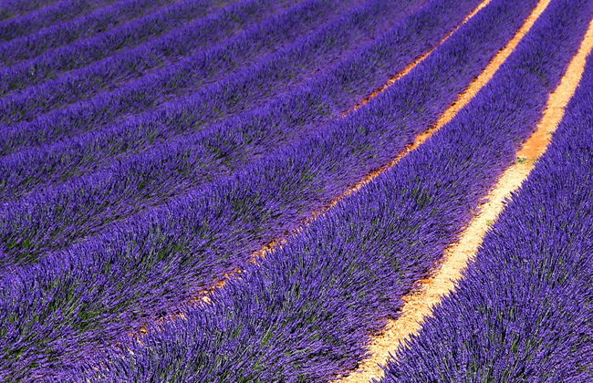 Sault Lavender Fields - Foto 2