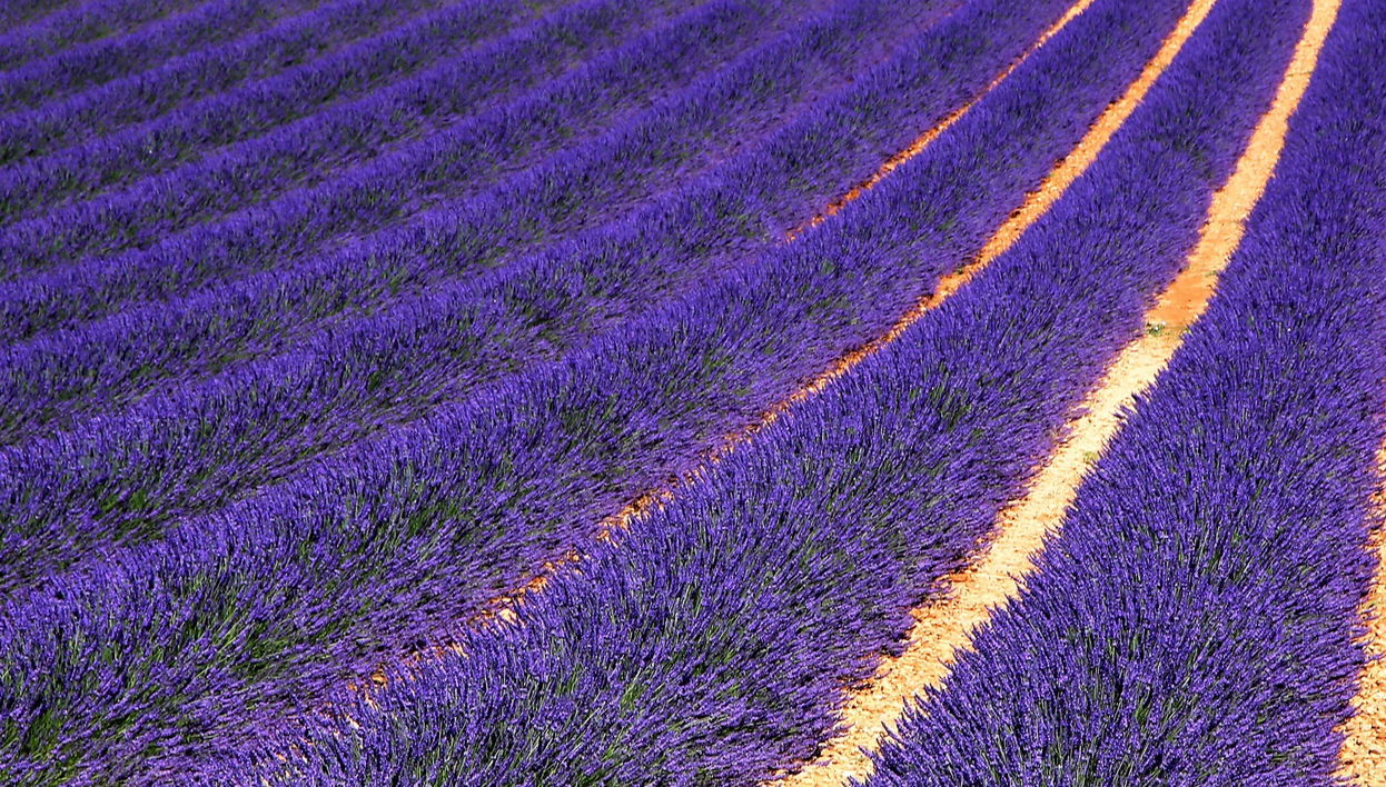 Tour della lavanda da Sault