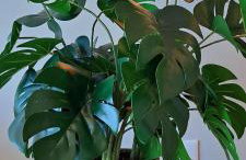 Parque do Cais - Flats Premium no Recife por Yolo - Foto 80