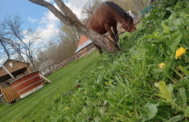 Room in Guest Room - Cozy Rural Retreat in Roşia Montana - Photo 55