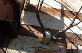 L'atypique du buisson de la gariole - Foto 6