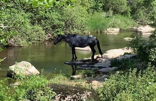 La truyere, a la chaldette - Foto 12