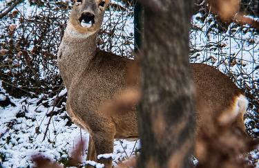 Dimora del Capriolo - Foto 19