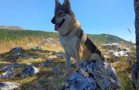 La tana del lupo Pet Free - Foto 1