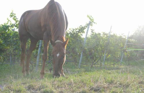 Agriturismo Sol De Montalto - Photo 38