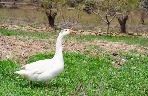 Aldea Los Odres - Cabañas de Madera de 1ª con Piscina Privada y BBQ en la puerta - Foto 29