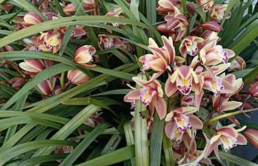 L'orchidea - Foto 14