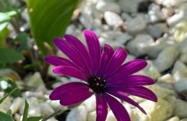 Vete Polo Segau, Seguencu - Foto 27