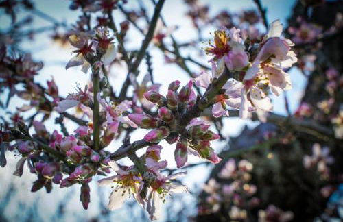Casa Dr Ramiro Salgado - Douro Superior, Torre de Moncorvo - Foto 29
