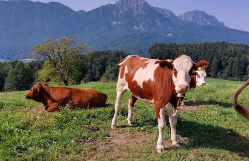 Fuchsbauernhof - Foto 20