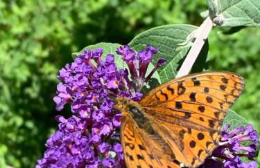 L'oriere des Bois - Foto 41