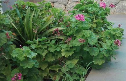 New Sea Escape Boutique Apt-Agii Aposto li beach - Foto 39