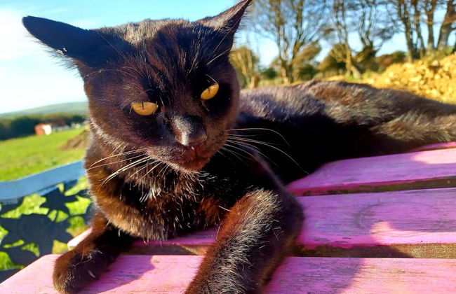 Secluded Converted Horsebox Retreat in Welcombe - Photo 23