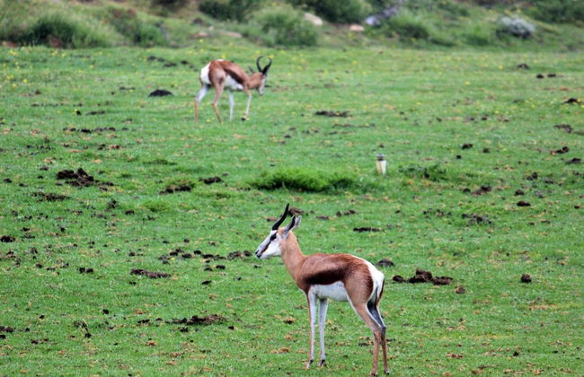 Assegaaibosch Country Lodge - Foto 53