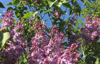 Holiday Home Löwenzahn by Interhome - Foto 19