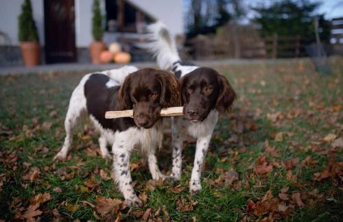 Park Wilkasy - Foto 55