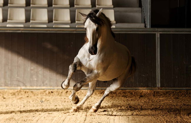 Spectacle équestre à Carmona - Photo 6