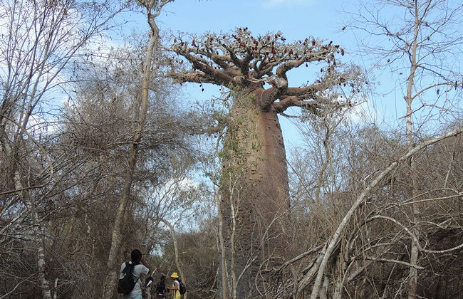 Reserva Privada Kirindy - Foto 1