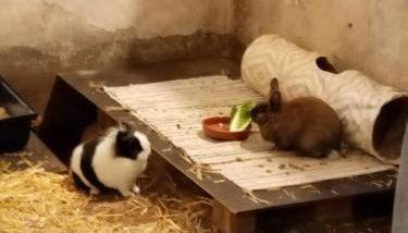 Ferienwohnung Art Land - Foto 4