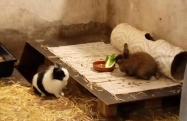 Ferienwohnung Art Land - Foto 4