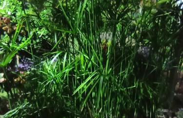 Apartmani Mislav - Photo 52