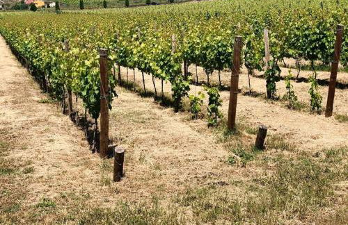 Morgadio da Calcada Douro Wine&Tourism - Photo 23