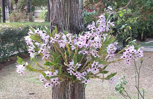 Casa de campo em Furnastur - Foto 37