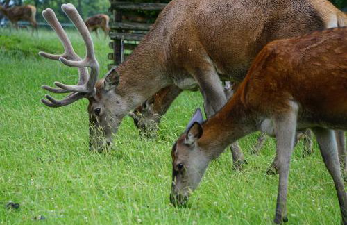 Ferienwohnung Altes Forsthaus Hella - Foto 23