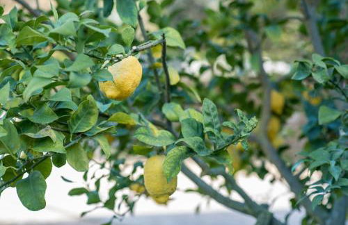 Barrocal Nature Houses - Foto 30