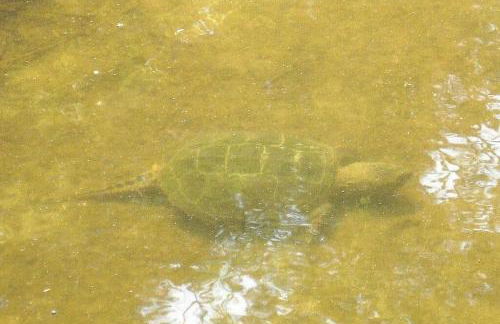 Cottage at Millpond Falls - A Romantic Escape - Foto 27