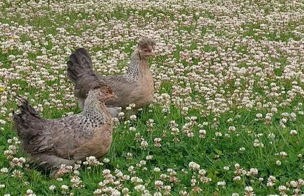 The Pilchard - Lydcott Glamping Cornwall, sea view - Foto 24