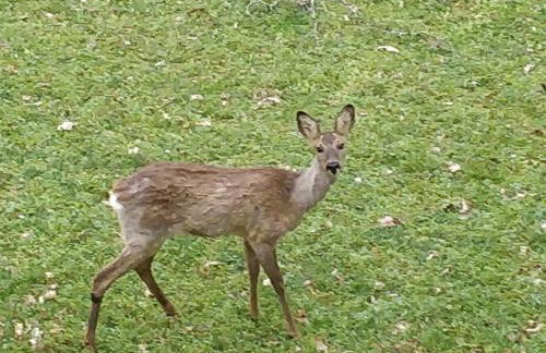 GITE LA CÔTE de GRAVES - Photo 21