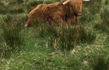 Croft cabin - Photo 6