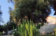 Casa Nova das Oliveiras - Foto 20