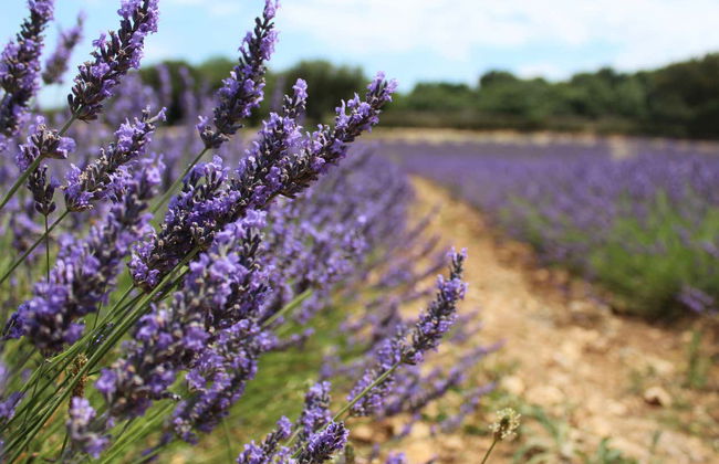 Visita a la Maison de la Lavande - Foto 4