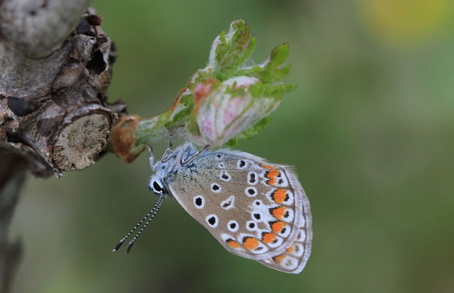 Fattoria Lucciano - Foto 56