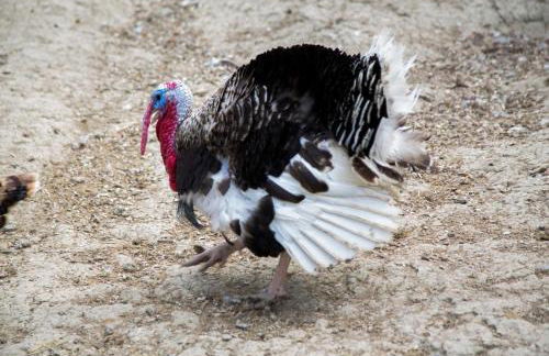 Agriturismo Il Borgo - Foto 36