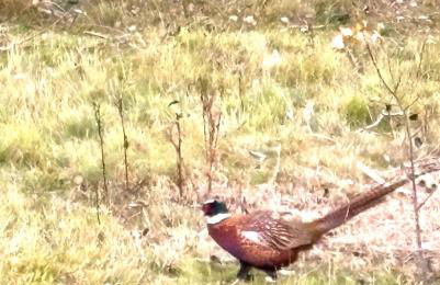 Braemar Lodge Cabins Not for profit - Foto 32